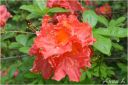 rododendron_2022_28529.jpg